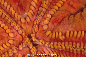 Close to the hole/ Micro shrimp approaching a sea star or... by Giuseppe Piccioli 